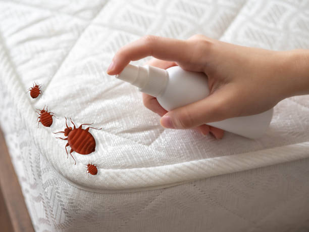 Wasp Removal Services in Minco, OK
