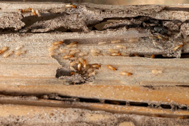 Best Insect Control  in Minco, OK